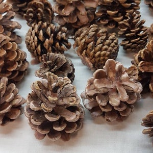 120 pieces of waxed pine cones for decoration purposes as well as for use as fireplace, grill, oven, smokehouse or smoker firelighters.