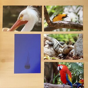 Lot de 5 cartes postales de photographie animalière - 4 x 6 po. Cartes postales d'animaux
