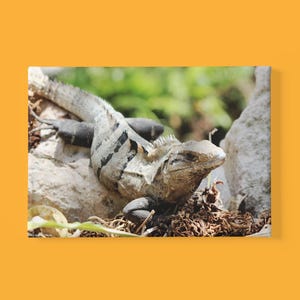 Fotografía en lienzo de lagarto iguana de cola espinosa - Impresión en lienzo de animales - Arte en lienzo de lagarto - Decoración de animales para el hogar