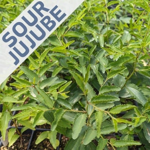 Jujube Tree Rootstock Live Seedling - Small Starter Sour Jujube Ziziphus Spinosa Seedling Plug