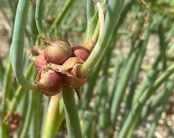 10x Egyptian Walking Onion Bulbils - Allium proliferum - Perennial Onion Starter Bulbs Topsets