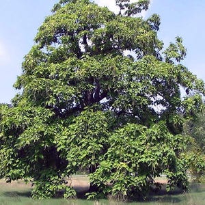 Northern Catalpa Seedling Plug 6–12&quot; | Fast Growing Native Shade Tree | Hardy Tree for Wildlife, Catalpa Worms & Windbreak Catalpa speciosa