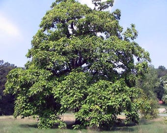 Northern Catalpa Seedling Plug 6–12&quot; | Fast Growing Native Shade Tree | Hardy Tree for Wildlife, Catalpa Worms & Windbreak Catalpa speciosa