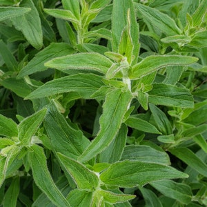 Mountain Mint Seeds, Pycnanthemum pilosum seeds, Perennial Tea Plants, 50 Non-GMO Seeds
