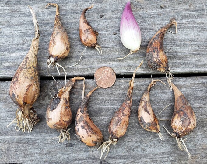 20 French Gray Griselle Shallots Starter Sets / Bulbs, True French