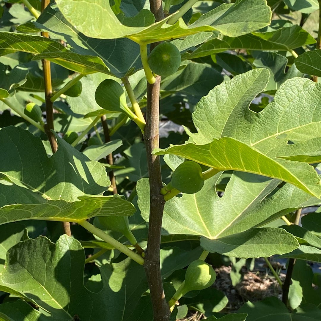 2 LSU Tiger Fig Cuttings Unrooted Fig Cuttings Cold Hardy Fig - Etsy