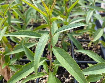 Siberian C Peach Live Seedlings - 2 Pack - Small Starter Fruit Trees for Orchard
