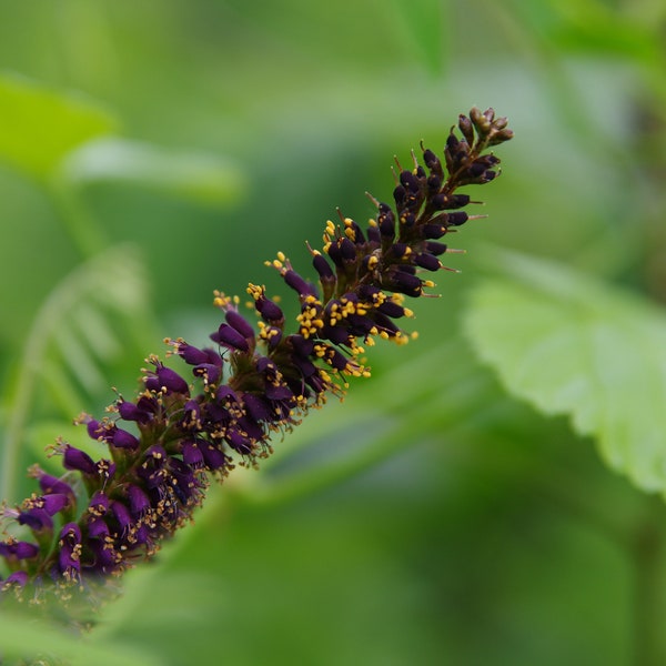 False Indigo Bush Seeds, Amorpha fruticosa, Permaculture Nitrogen Fixing Plant, 25 Non-GMO Seeds