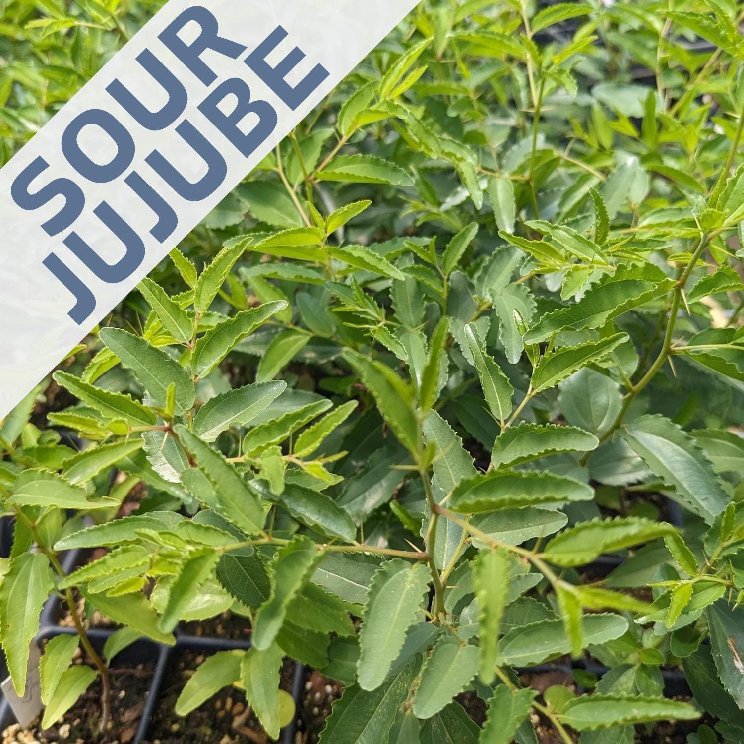 Jujube Tree Rootstock Live Seedling - Small Starter Sour Jujube Ziziphus Spinosa Seedling Plug
