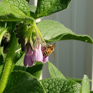 1" Long Russian Comfrey Root Cuttings Bocking 14, Symphytum x uplandicum, Bulk Permaculture Biomass Plant