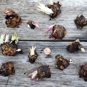 Elecampane Root Crown Cutting, Inula Helenium Live Starter Rootlets & Seeds