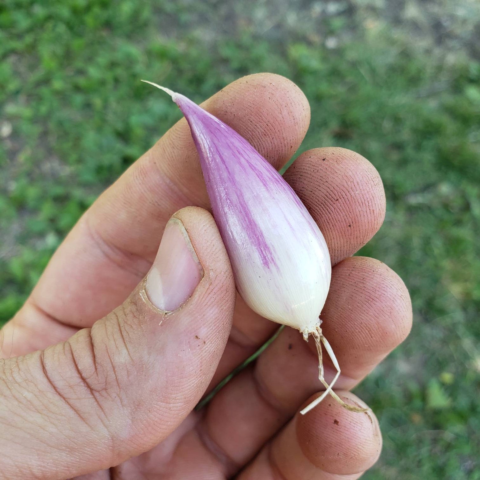 10 French Gray Griselle Shallots Starter Sets / Bulbs True Etsy