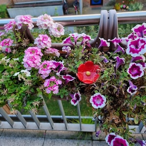 May include: A balcony planter filled with clusters of light pink and white verbena flowers on the left and purple and white petunia flowers on the right, featuring a single bright red ceramic flower ornament with a yellow center nestled in the middle.