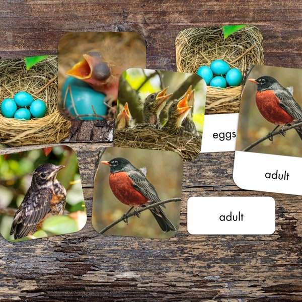 Robin Life Cycle 3-Part Card Montessori Card Set - Printable - Digital Download