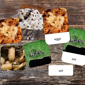 Set di carte Montessori con carta in 3 parti del ciclo di vita della formica - stampabile - download digitale