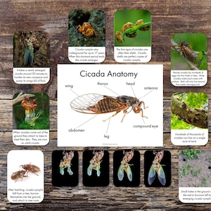 Cicala stampabile - Schede informative sugli insetti cicala - Poster sull'anatomia della cicala - Cicale