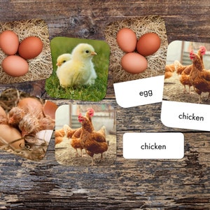 Ciclo de vida del pollo Juego de tarjetas Montessori de 3 partes - Imprimible - Descarga digital