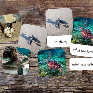 Sea Turtle Life Cycle 3-Part Card Montessori Card Set - Printable - Digital Download