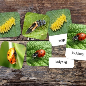 Ensemble de 3 cartes Montessori pour le cycle de vie de la coccinelle - Imprimable - Téléchargement numérique