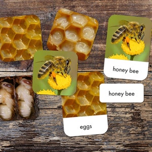 Honey Bee Life Cycle Tarjeta de 3 partes Montessori Card Set - Imprimible - Descarga digital