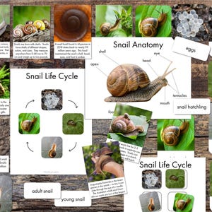 Schnecken Printables - Schnecken Fakten Karten - Anatomisches Poster Schnecken Lebenszyklus Poster - Schnecken Lebenszyklus 3-teilige Karten - Schnecken Einheit Studie