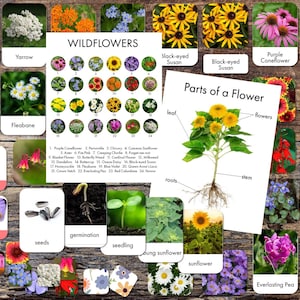 Fleurs sauvages à imprimer - Identification de fleurs sauvages - Cartes en 3 parties - Parties de fleurs et posters d'identification - Jeux d'association - Étude de la nature