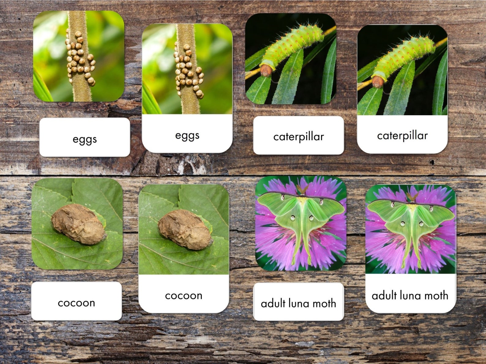 Luna Moth Printables - Luna Moth Fact Cards - Luna Moth Anatomy Poster ...