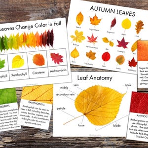 Perché le foglie cambiano colore in autunno - Poster di identificazione delle foglie autunnali - Poster di anatomia delle foglie - Schede informative sulle foglie autunnali