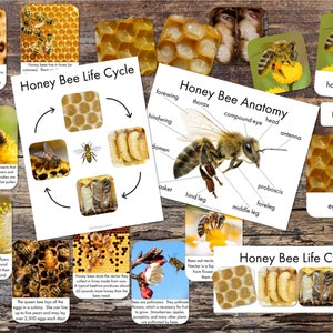 Honigbiene Printables - Honigbiene Fact Cards - Honigbiene Anatomie Poster - Honigbiene Lebenszyklus Poster - Honigbiene Lebenszyklus 3-teilige Karten