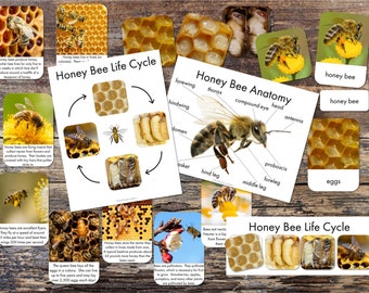 Material imprimible sobre las abejas melíferas - Tarjetas informativas sobre las abejas melíferas - Póster de la anatomía de la abeja melífera - Póster del ciclo de vida de la abeja melífera - Tarjetas de 3 partes sobre el ciclo de vida de la abeja melífera
