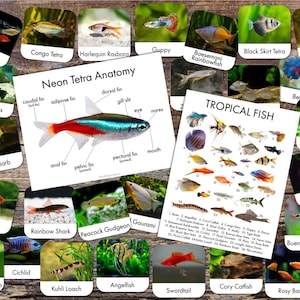 Imprimibles de peces tropicales - Identificación de peces tropicales - Pósteres de anatomía e identificación - Juegos de asociación - Peces de acuario - Tarjetas de 3 partes