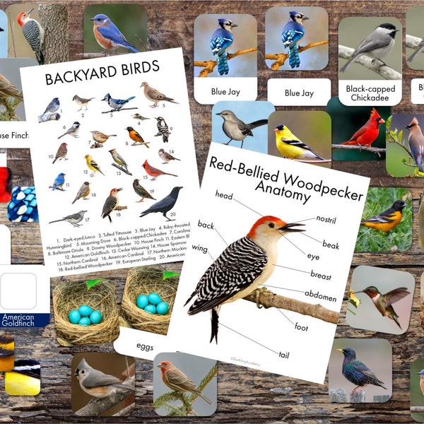 Backyard Bird Printables - Bird Identification - 3 Part Cards - Anatomy and Identification Posters - Matching Games - Bird Unit Study