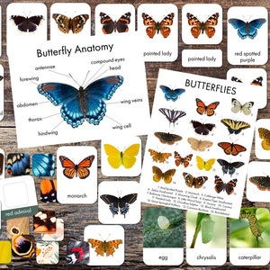 Schmetterlinge Printables - Schmetterlinge Bestimmung - 3-teilige Karten - Poster Anatomie & Bestimmung - Kombinationsspiele - Naturstudie der Schmetterlinge