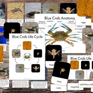 Imprimíveis do caranguejo azul - Cartões de fatos do caranguejo azul - Pôster da anatomia do caranguejo azul - Pôster do ciclo de vida do caranguejo azul - Imprimíveis do oceano