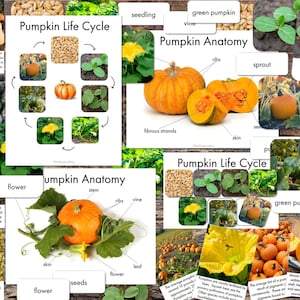 Imprimibles de calabazas - Tarjetas con datos sobre calabazas - Pósteres de anatomía de calabazas - Póster del ciclo de vida de las calabazas - Tarjetas de 3 partes sobre el ciclo de vida de las calabazas