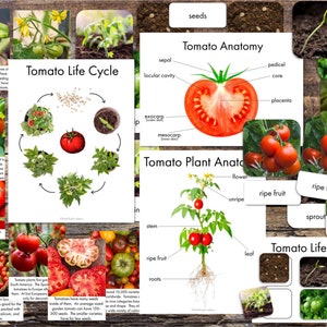 Imprimibles sobre tomates - Tarjetas con datos sobre tomates - Pósteres sobre la anatomía del tomate - Póster sobre el ciclo de vida del tomate - Tarjetas de 3 partes sobre el ciclo de vida del tomate - Unidad sobre el tomate