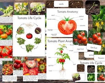Op de afbeelding: Een kleurrijk educatief schema over de levenscyclus van een tomatenplant. Het schema bevat illustraties van zaden, spruiten, bloemen, onrijpe tomaten, rijpe tomaten en een diagram van de anatomie van een tomatenplant. De tekst op het schema bevat de woorden "Tomaten levenscyclus", "Tomaten anatomie", "Tomatenplant anatomie", "zaden", "spruit", "bloemen", "onrijp", "rijpe vrucht", "blad", "steel", "wortels", "kelkblaadje", "zaadknopholte", "exocarp", "mesocarp", "bloemstelk", "kern", "placenta" en "bloem".