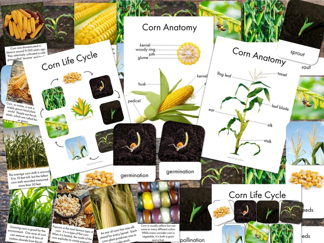 Corn Printables - Corn Fact Cards - Corn Anatomy Poster - Corn Life ...