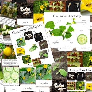 Printables komkommer - feitenkaarten komkommer - poster anatomie komkommer - poster levenscyclus komkommer - kaarten 3-delige levenscyclus komkommer