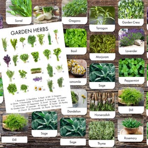 Imprimibles de hierbas de jardín - Tarjetas de identificación de hierbas de jardín - Póster de hierbas de jardín y tarjetas de 3 partes