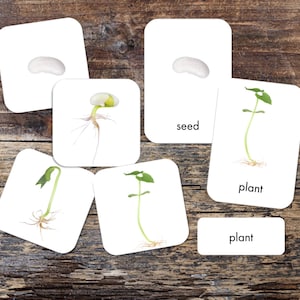 Bean Life Cycle 3-Part Card Set di carte Montessori - stampabile - Download digitale