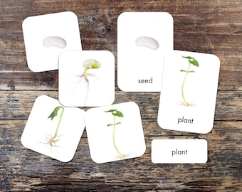 Bean Life Cycle 3-Part Card Montessori Card Set - Printable - Digital Download