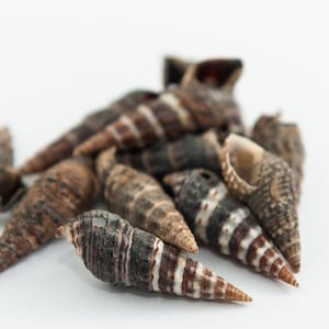 May include: A collection of small, brown and black seashells with intricate patterns. The shells are arranged in a pile on a white background.