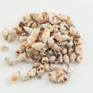May include: A pile of various seashells in shades of beige, tan, and brown. The shells have different shapes and sizes, with spiral and conical forms. Some shells have striped patterns.