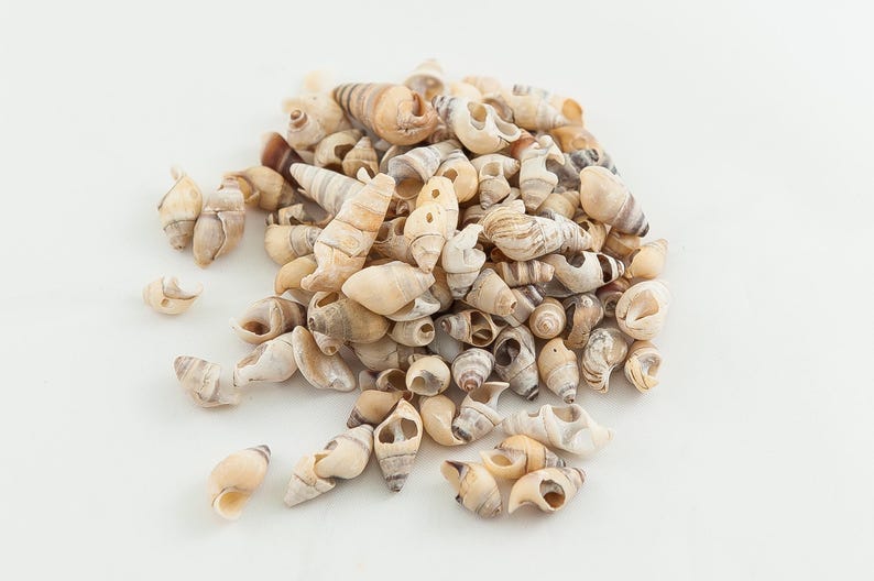 Tan Shells Tiny Seashell Craft Shells: Micro Natural Shells for Art, Jewelry ...