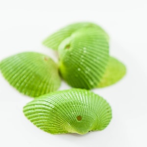 Japanese Ark Shell Pendant, Top Drilled, Painted Green, 32x24mm, 5 count, *LIMITED INVENTORY*