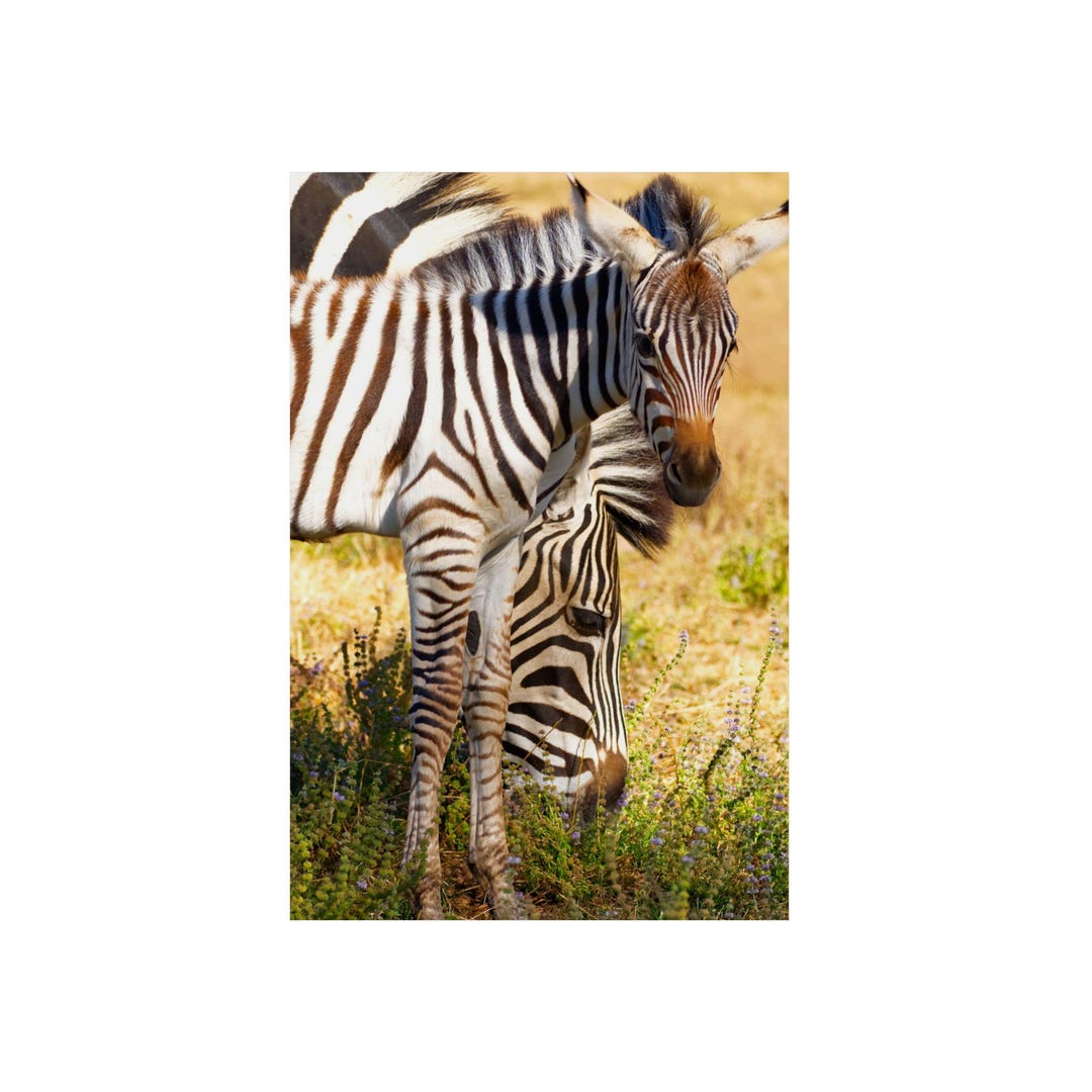 Framed Safari Decor Zebra Mom and Baby Art Print Nursery Wall Art ...