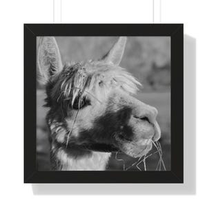 Alpaca Smiling Framed Print | Wall Art | Animal Framed Print | Cheerful Home Decor | Abstract Alpaca Painting Print | Farm Photo