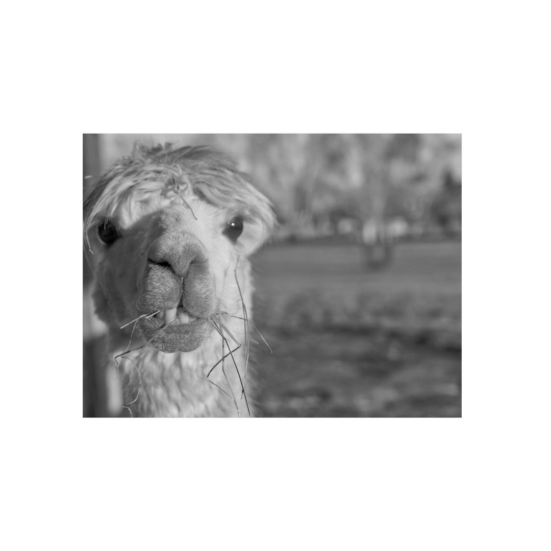 White Alpaca 17 Inch main image 1