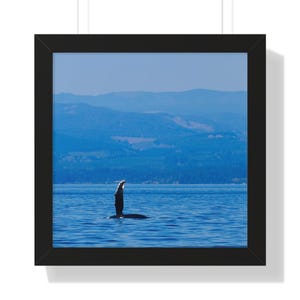 Humpback Whale Fin in Black Frame | Unique Whale Fin Print in Horizontal Frame | Humpback Fin Art Print in Framed Poster | Wildlife Print